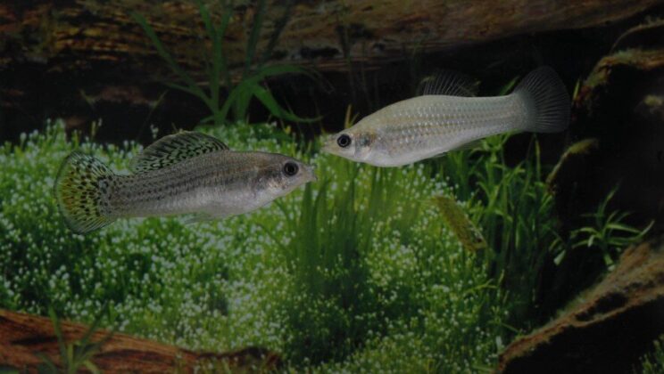 This All-Female Fish Species Has Been Cloning Itself for 100,000 Years
