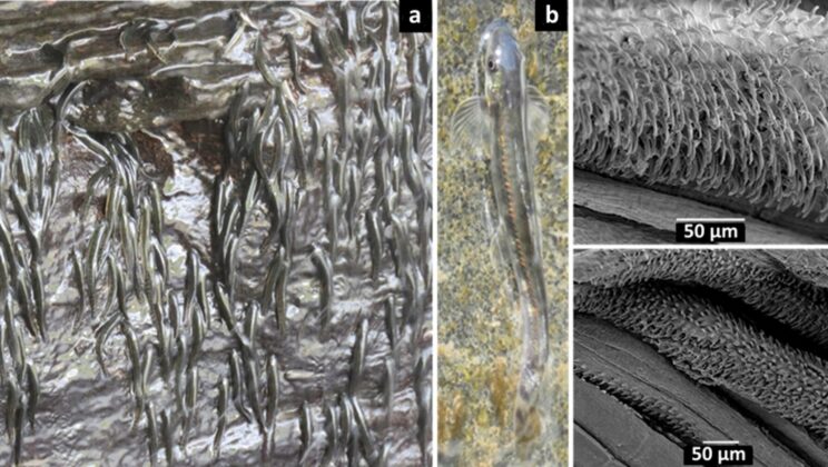 This Tiny African Fish Spends Ten Hours Climbing Vertical 50 Foot Waterfalls