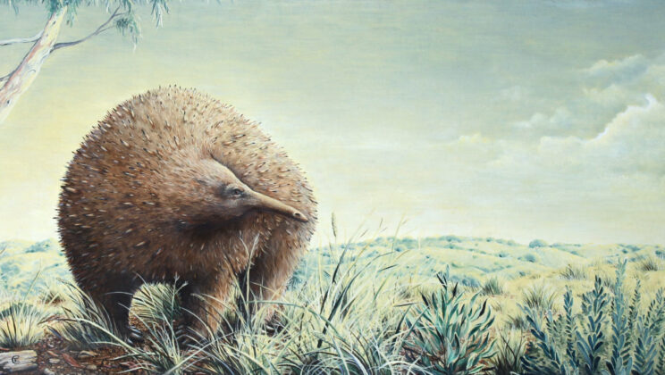 Scientists Discovered a Toddler Sized Giant Echidna That Once Ruled the Australian Ice Age