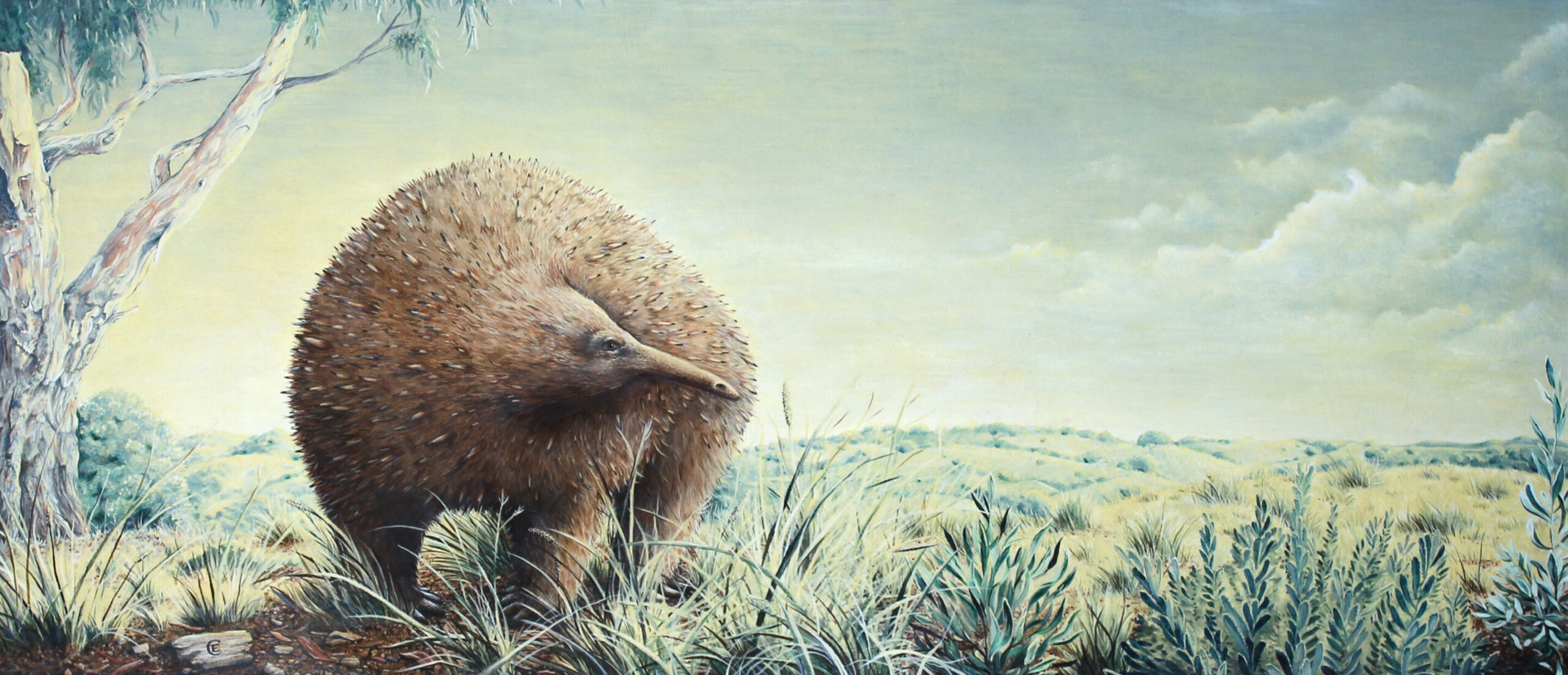 Scientists Discovered a Toddler Sized Giant Echidna That Once Ruled the Australian Ice Age
