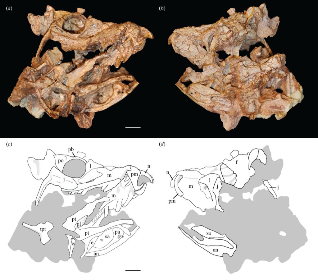 Ancient Disaster Buried Two Croc Cousins Together 210 Million Years Ago