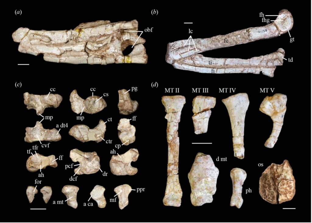 Ancient Disaster Buried Two Croc Cousins Together 210 Million Years Ago - image 2