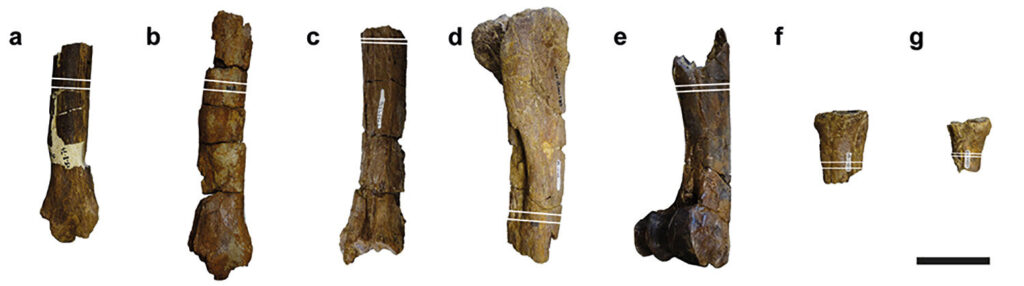 This 16 Million Year Old Animal Grew Like a Deer Despite Being Related to Giraffes