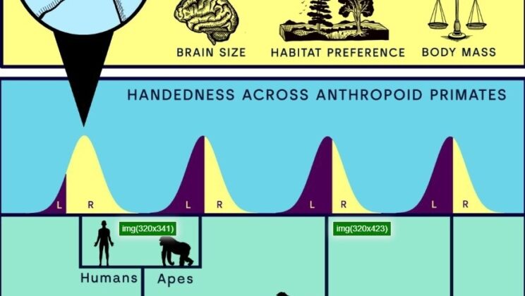 Scientists May Have Finally Solved the Mystery of Human Right-Handedness
