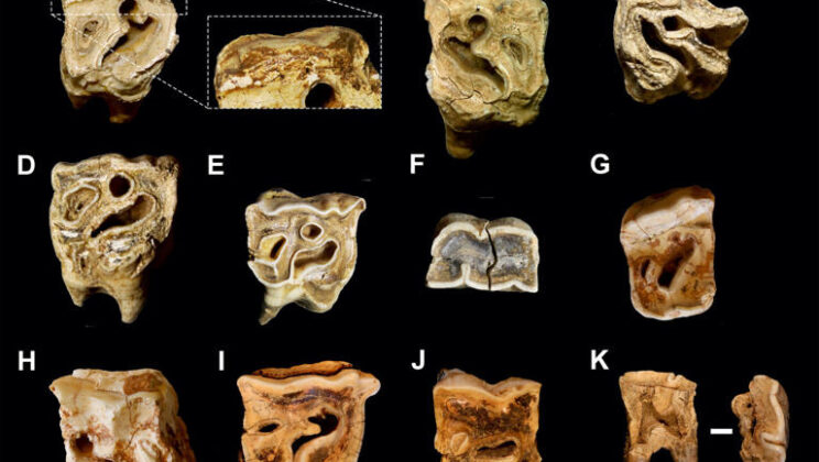 Neanderthals May Have Turned Rhino Teeth Into Tough Tools for Stoneworking