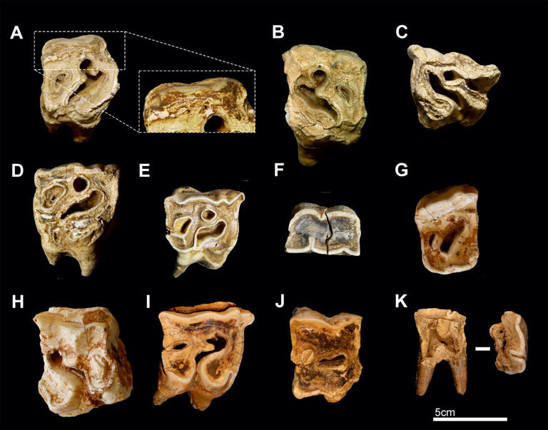 Neanderthals May Have Turned Rhino Teeth Into Tough Tools for Stoneworking
