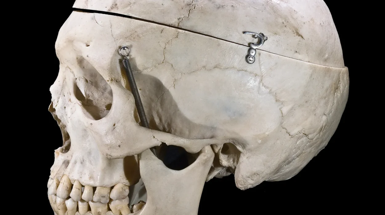 Why Do Humans Have Chins? Evolution Still Cant Fully Explain It