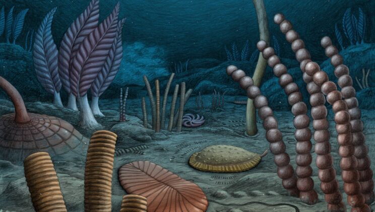 Ancient Fossils in Canada May Rewrite the Earliest History of Animal Life