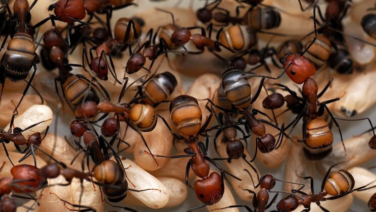 Carpenter Ant Venom Isn’t Just Formic Acid—Scientists Uncover 35 Hidden Peptides With Antifungal Power