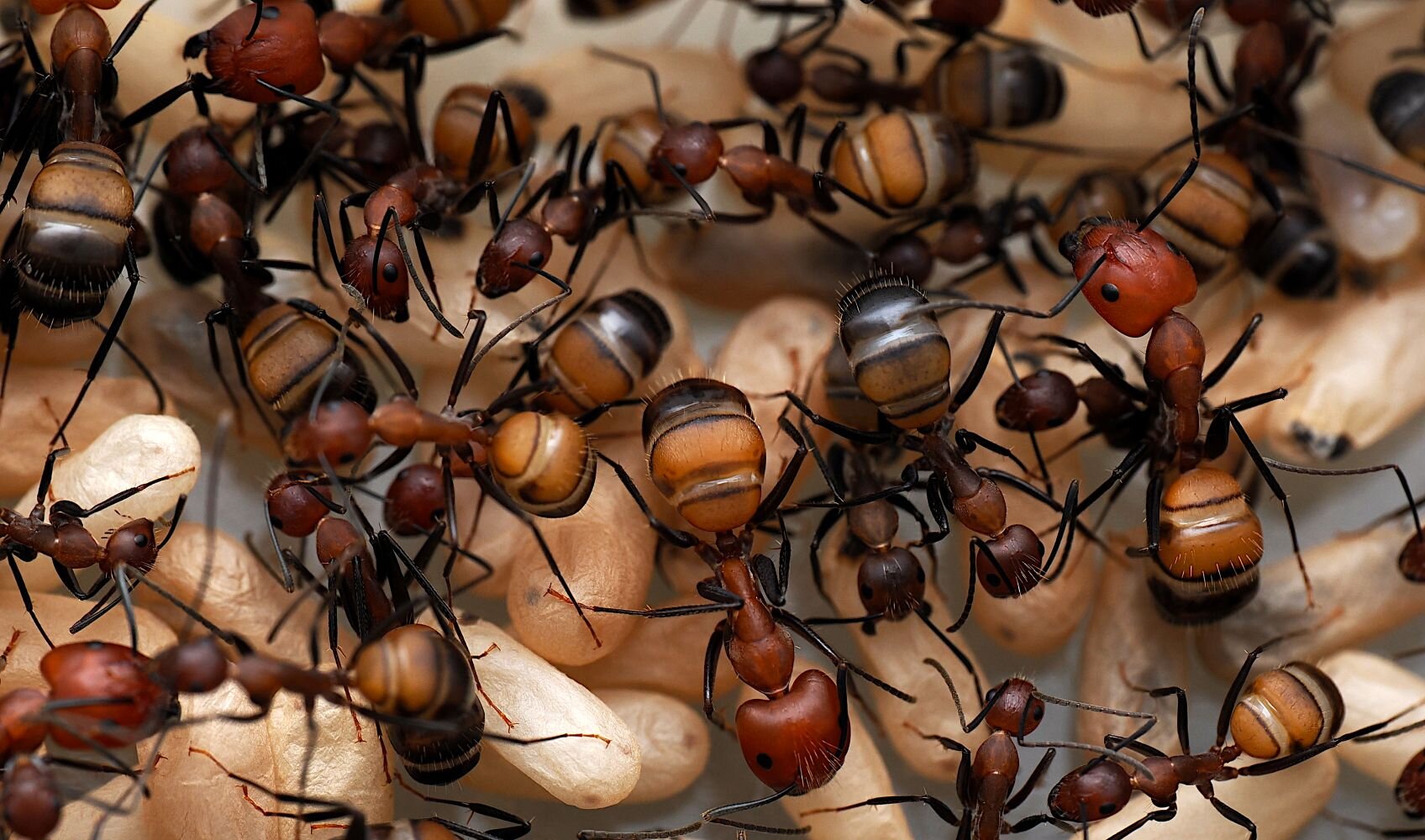 Carpenter Ant Venom Isnt Just Formic AcidScientists Uncover 35 Hidden Peptides With Antifungal Power
