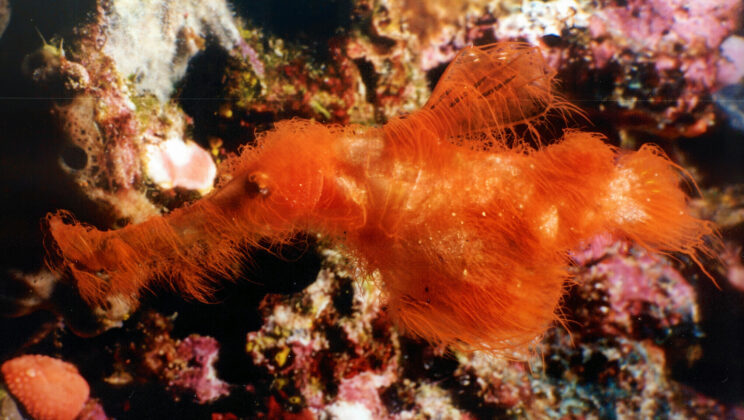 New “Hairy” Ghost Pipefish Species Found on the Great Barrier Reef After Years of Being Misidentified