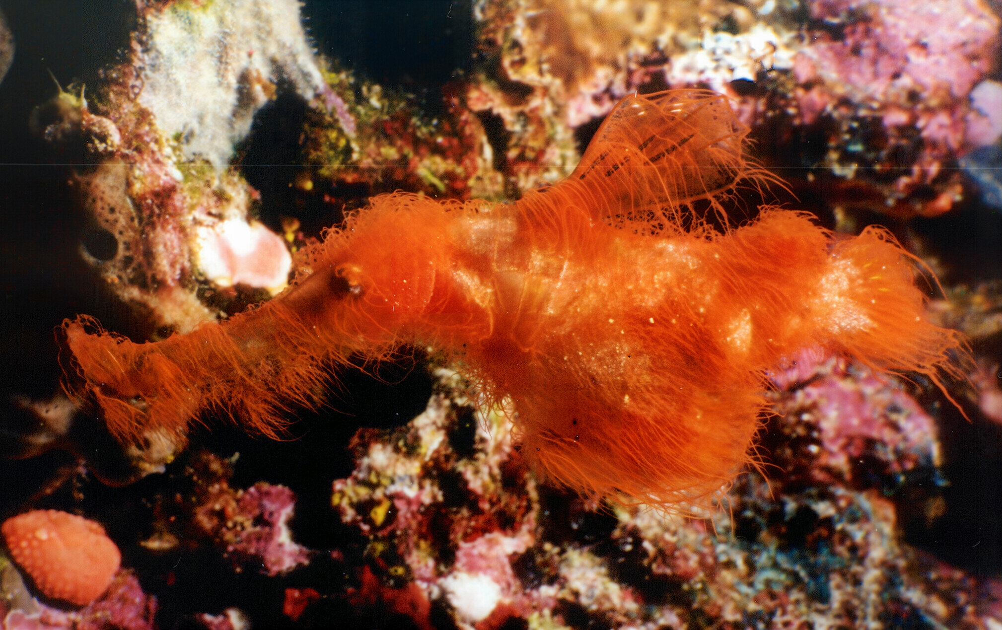 New Hairy Ghost Pipefish Species Found on the Great Barrier Reef After Years of Being Misidentified
