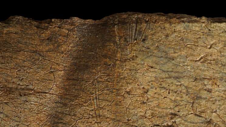 1.6 Million-Year-Old Bones Reveal Early Homo Were Skilled Meat Foragers, Not Just Scavengers