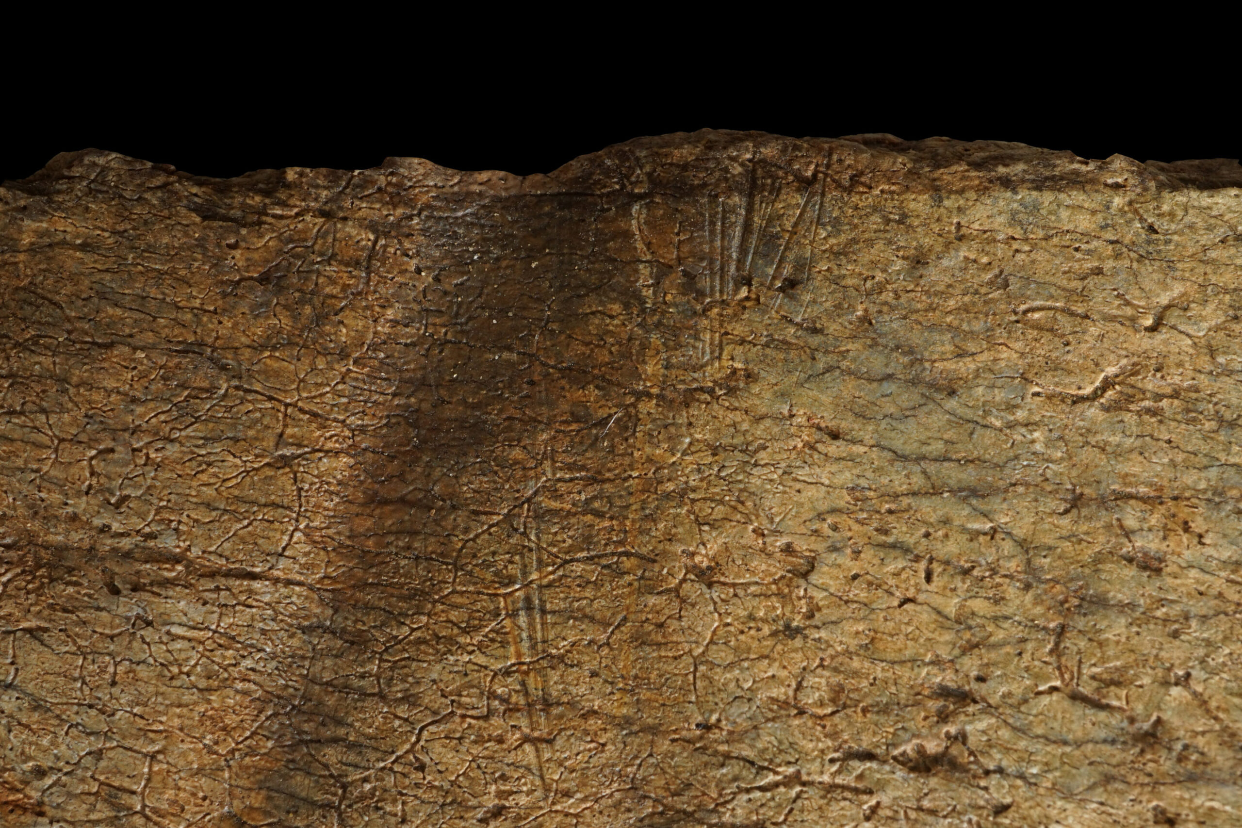1.6 Million-Year-Old Bones Reveal Early Homo Were Skilled Meat Foragers, Not Just Scavengers