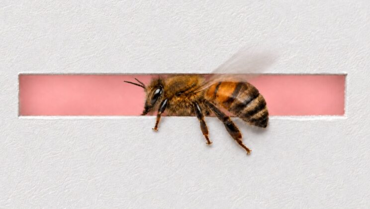 Honeybees Reveal a Surprisingly Smart Strategy for Flying Through Tight Spaces