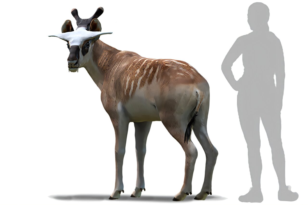 This 16 Million Year Old Animal Grew Like a Deer Despite Being Related to Giraffes