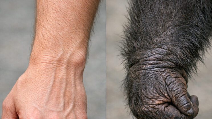 Your Wrist Still Carries the Anatomy of an Ancient Ape Ancestor, Study Finds