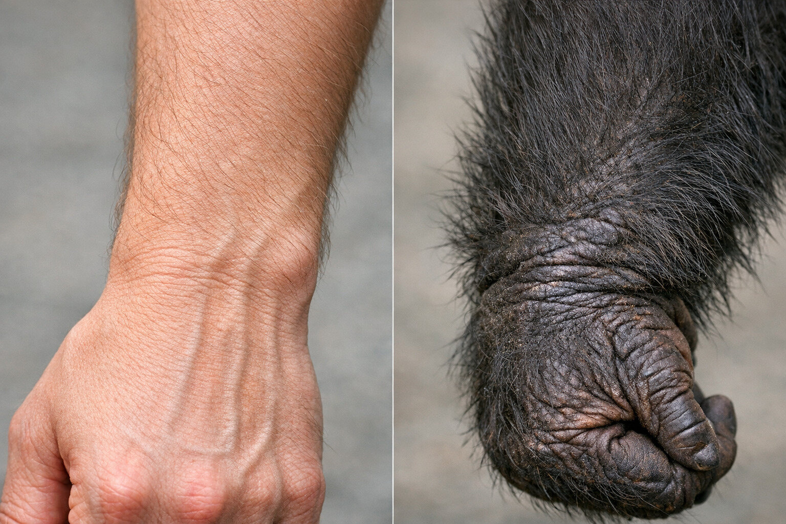 human ape wrists - Your Wrist Still Carries the Anatomy of an Ancient Ape Ancestor, Study Finds