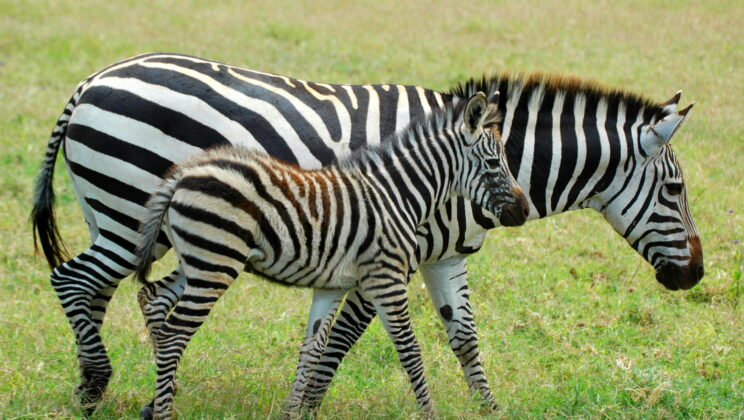 Scientists Discover Human Childbirth Is Not Uniquely Dangerous Across Mammals
