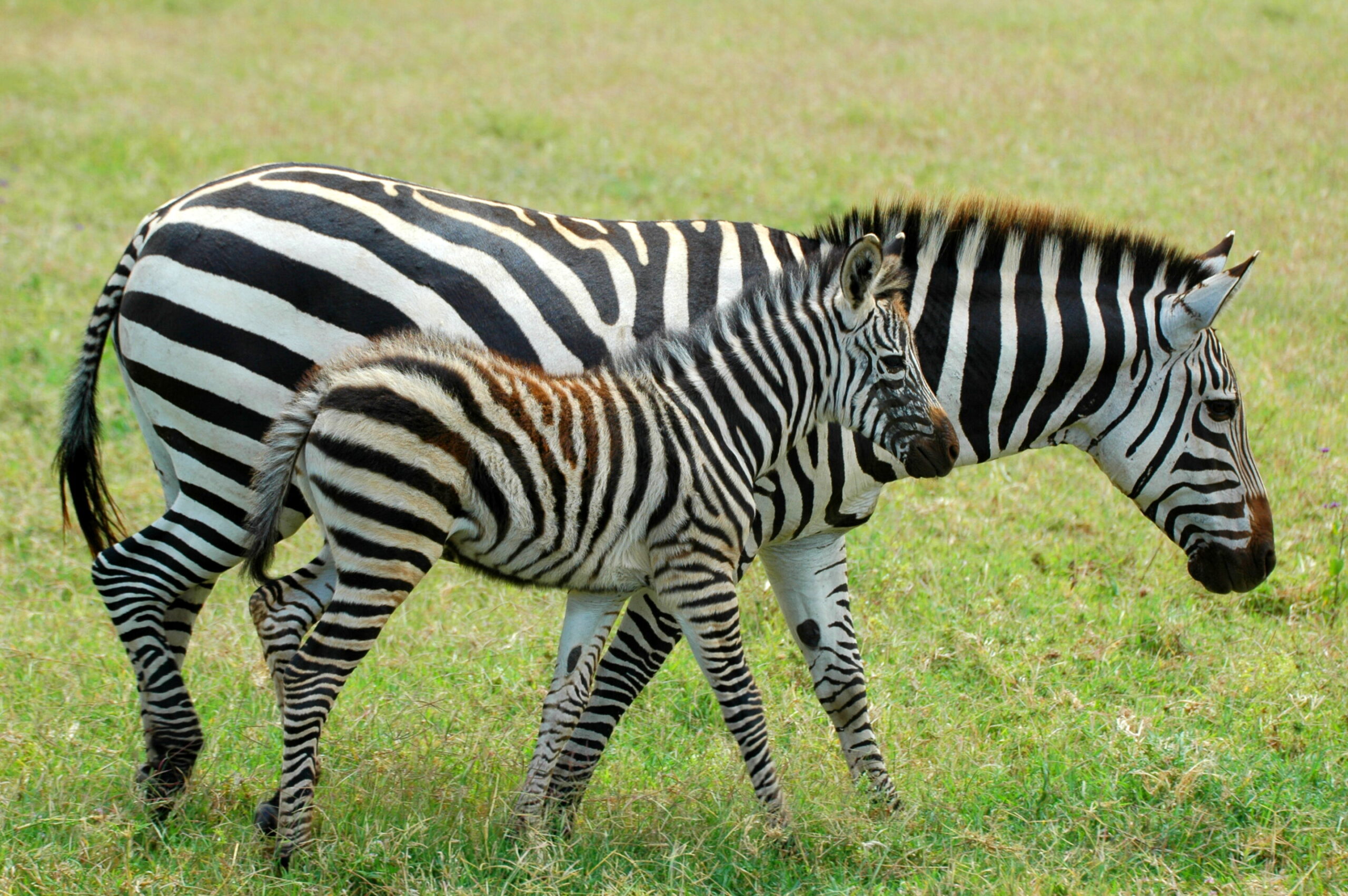 Scientists Discover Human Childbirth Is Not Uniquely Dangerous Across Mammals
