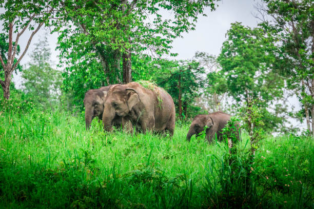 Why Do Elephants Never Forget? The Brain Science Explained