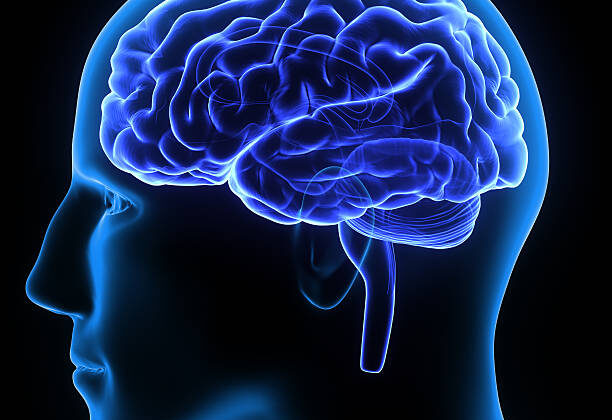 What Happens to Your Brain When You Don’t Eat for 24 Hours?