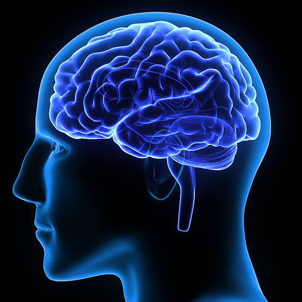What Happens to Your Brain When You Dont Eat for 24 Hours?