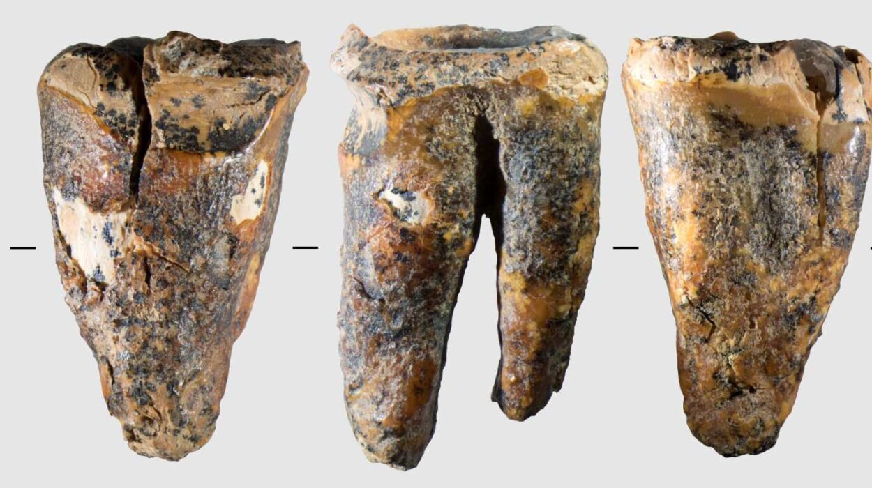Neanderthals May Have Practiced Dentistry 59,000 Years Ago, Fossil Tooth Suggests
