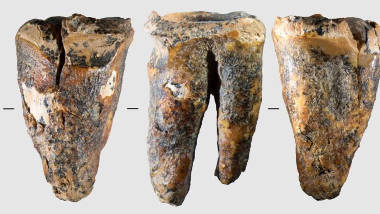 Neanderthals May Have Practiced Dentistry 59,000 Years Ago, Fossil Tooth Suggests