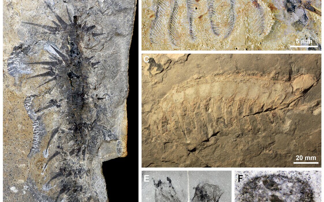 Ancient Comb-Limbed Creatures May Have Filtered Seawater Like Modern Ocean Feeders