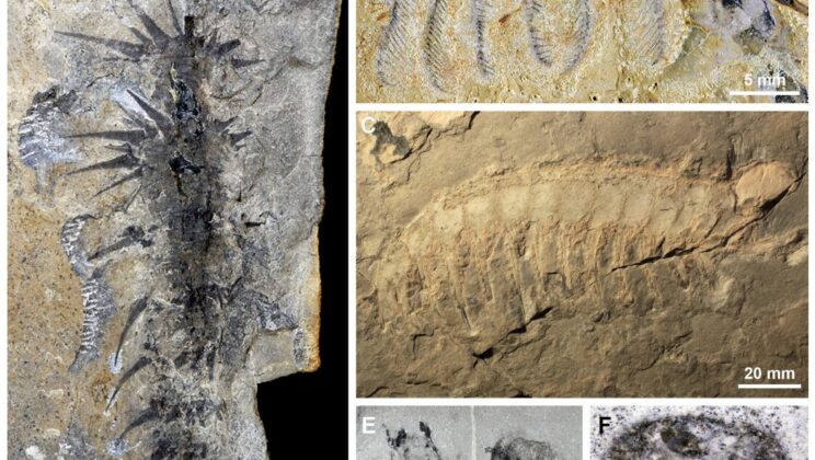 Ancient Comb-Limbed Creatures May Have Filtered Seawater Like Modern Ocean Feeders