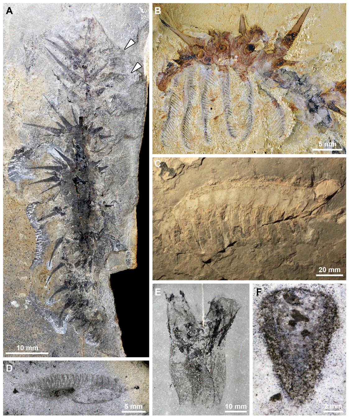 Ancient Comb-Limbed Creatures May Have Filtered Seawater Like Modern Ocean Feeders