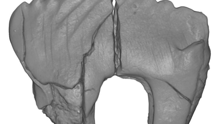 New Fossils Reveal Three Tiny Mammals That Lived in Alaska With Dinosaurs