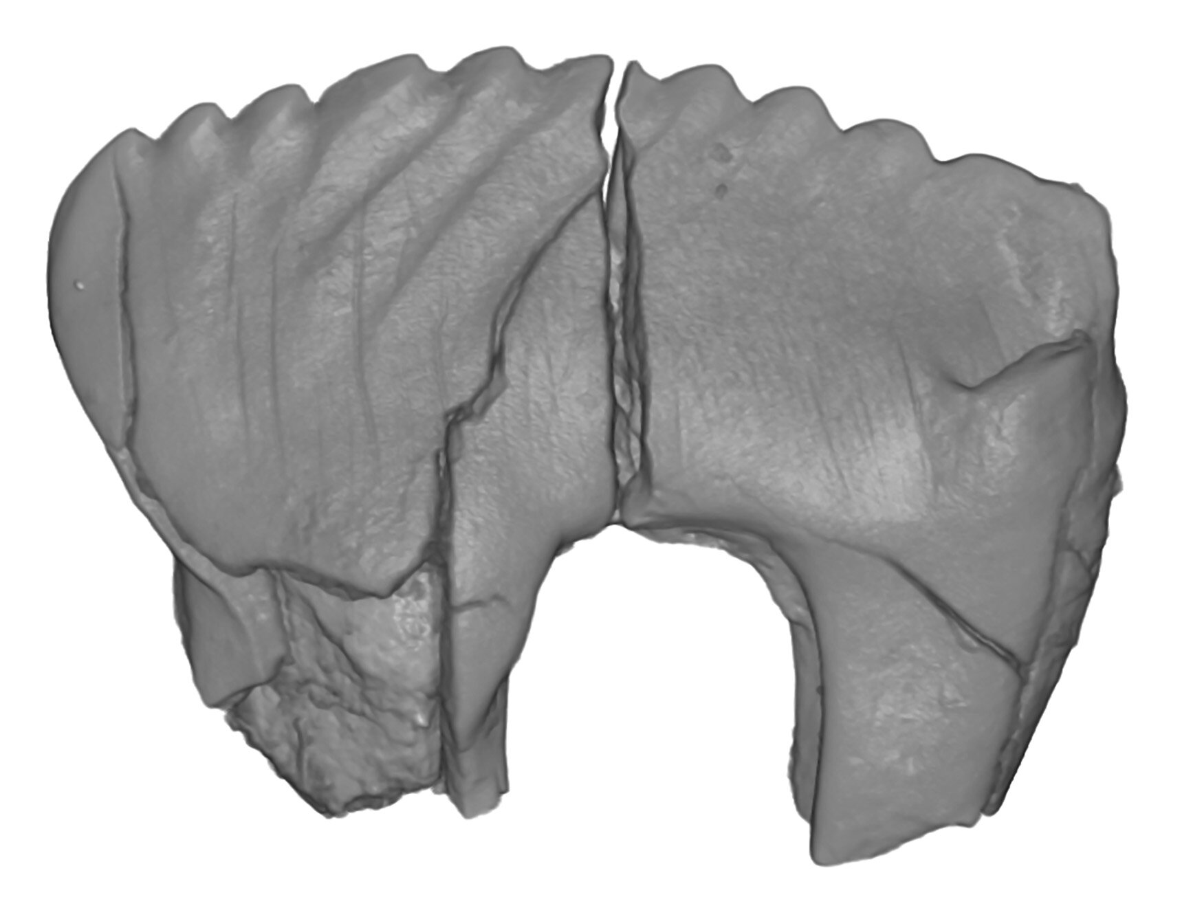 New Fossils Reveal Three Tiny Mammals That Lived in Alaska With Dinosaurs