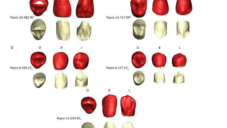 Ancient Neanderthal Teeth Reveal Europe’s Hidden Evolutionary Diversity 250,000 Years Ago