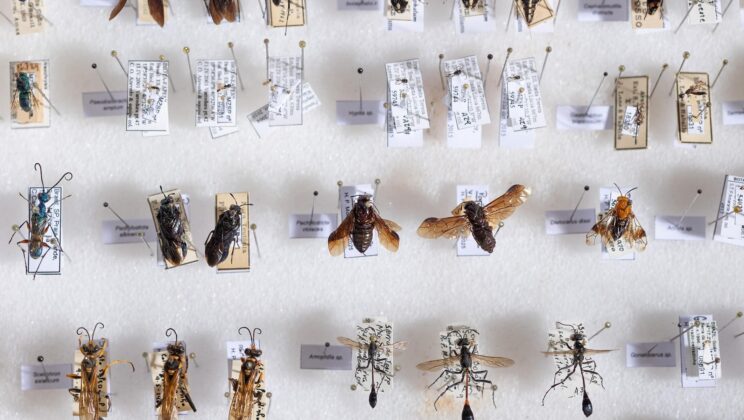 Scientists Tested More Than 120 Bee Species — Nearly 90% Could Sense Earth’s Magnetic Field