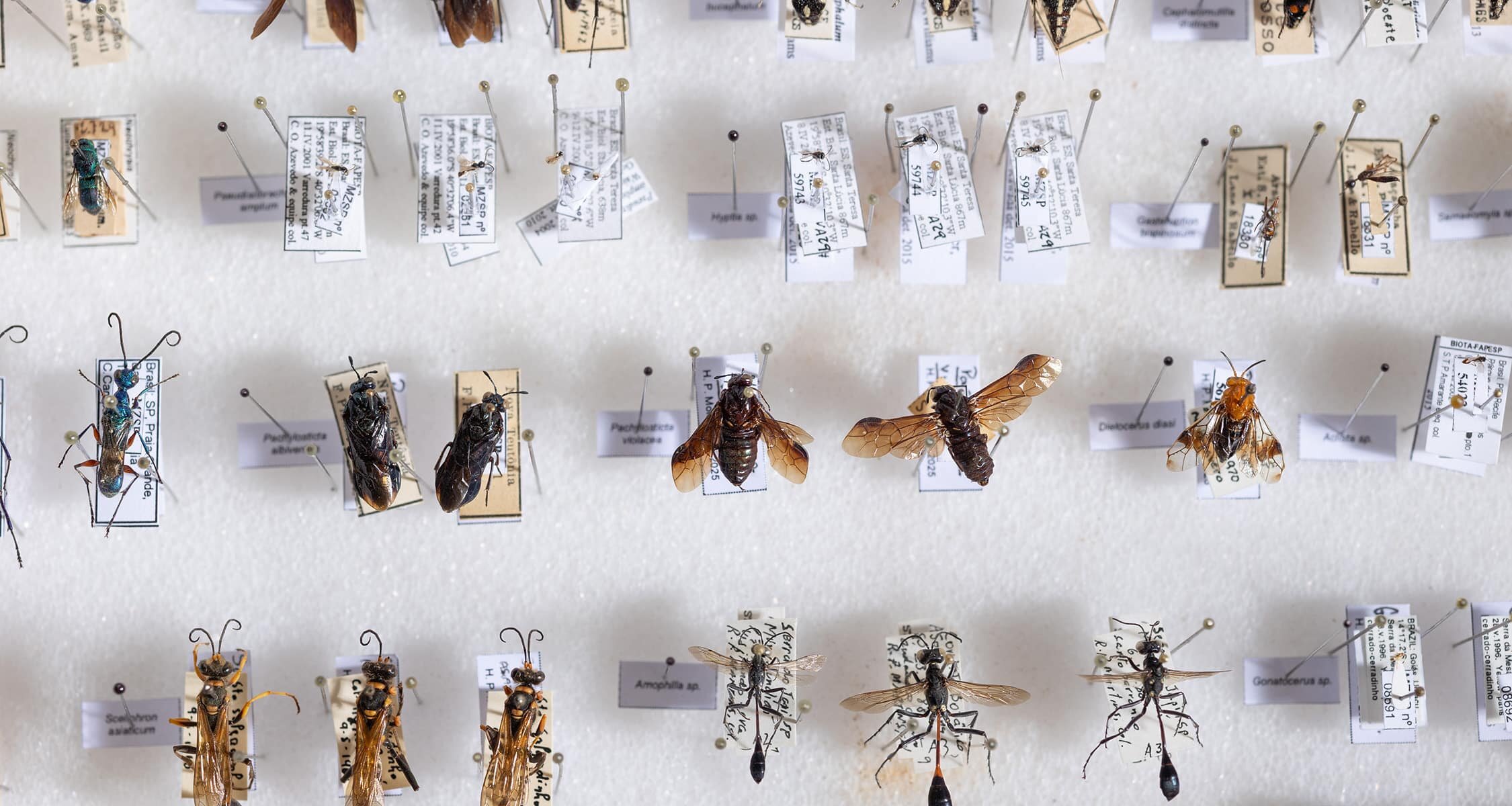 Scientists Tested More Than 120 Bee Species Nearly 90% Could Sense Earths Magnetic Field