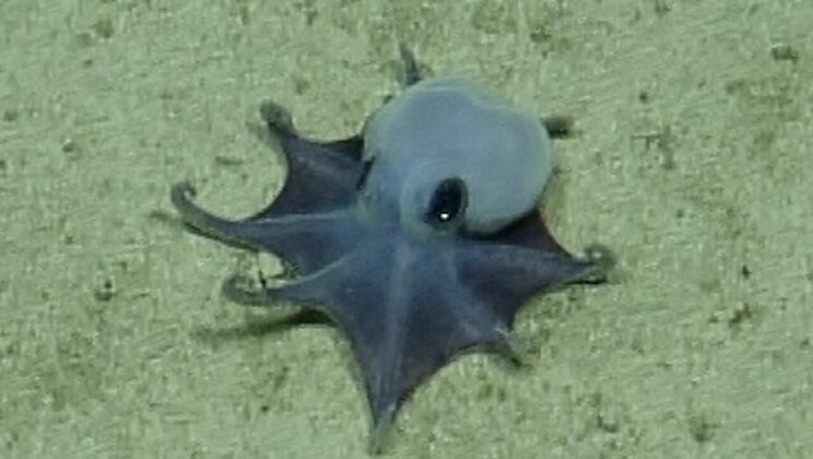 Tiny Blue Octopus Found 5,800 Feet Deep Turns Out to Be a Species Never Seen Before