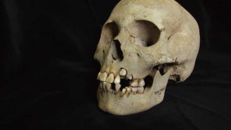Plague Was Killing Humans 5,500 Years Ago—Long Before Cities Existed, Ancient DNA Reveals