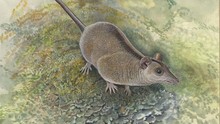 Scientists Discover Lost Branch of Australia’s Marsupial Family Tree That May Date Back More Than 50 Million Years