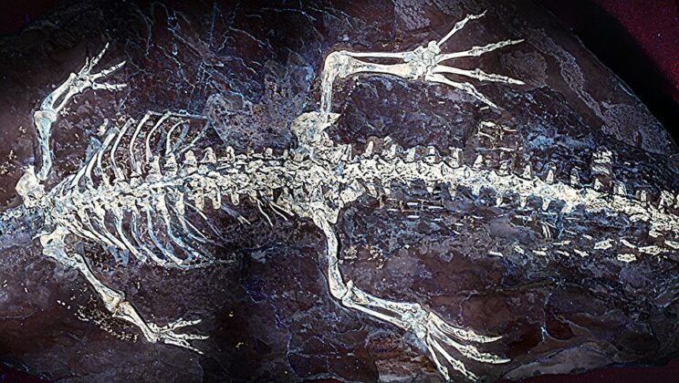 125-Million-Year-Old Crocodile Fossil Reveals Preserved Skin, Breathing Structures, and Possible Original Coloration
