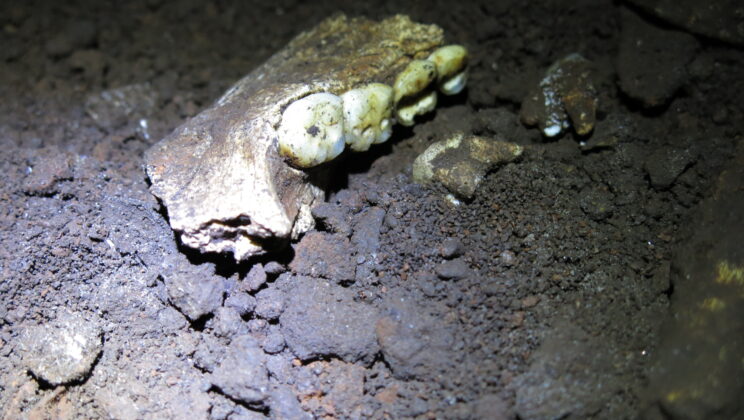 Ancient Proteins From Homo naledi Teeth Reveal Possible All-Female Burial Chamber