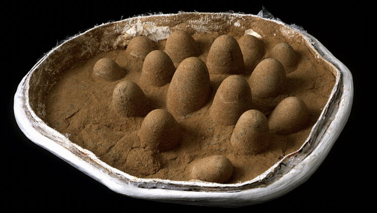 Bird Brains May Explain Why Some Birds Lay Eggs Larger Than Dinosaur Eggs, Study Finds