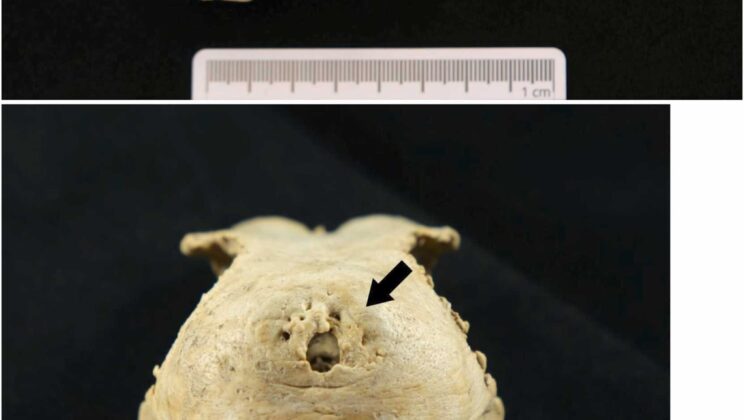 Mysterious Holes in 400-Year-Old Goose Skulls Reveal Europe’s Earliest Known Crested Geese