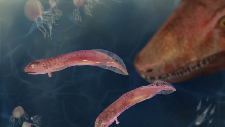 Tiny 350-Million-Year-Old Fossils Overturn a Long-Held Evolution Theory by Revealing the First Tetrapods Never Had Tadpole-Like Larvae