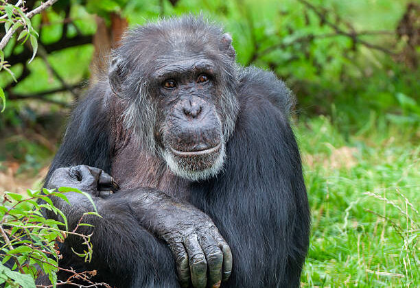 Humans Have Been Aging Slowly for Up to 30 Million Years, Study Suggests—and the Secret May Lie Across the Primate Family Tree