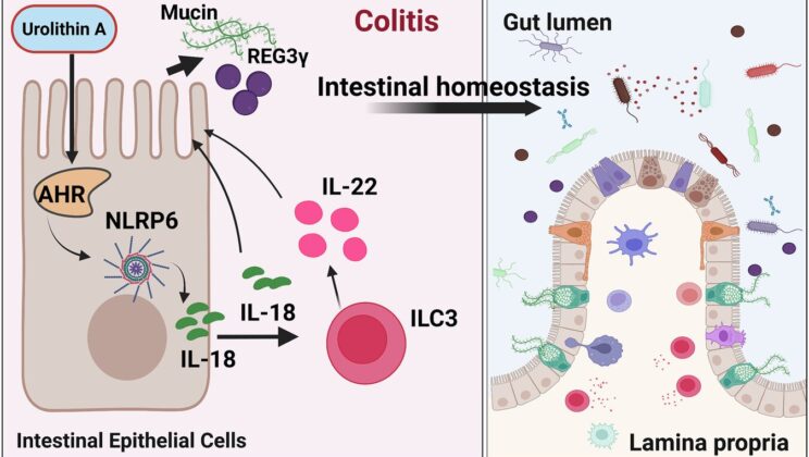 Gut Bacteria Compound Found to Repair the Intestinal Barrier Could Lead to More Targeted Treatments for Inflammatory Bowel Disease