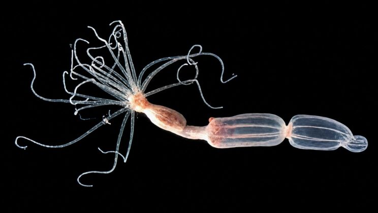 Scientists Discover a Hidden Antiviral Immune System in Sea Anemones That Works the Opposite Way From Humans Yet Still Stops Deadly Viruses