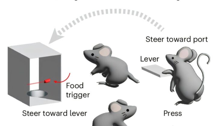 Scientists Discover Brain Cells That Simultaneously Guide Movement and Count Actions Toward a Goal