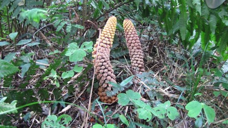 Holoparasitic Plant Found to Replace Its Own Mitochondrial Genes With Functional DNA From Host Species